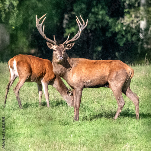 Un cerf  roi de la for  t  dans les bois de Chambord  avec sa biche