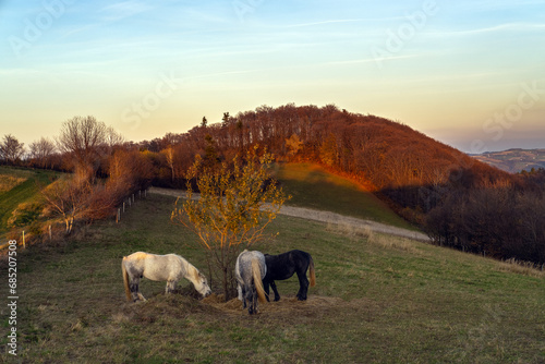 horses on the pasture