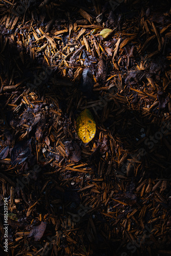 leaf on the ground in a forest