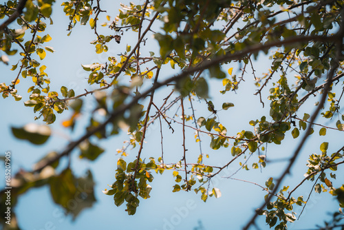 yellow leaves against sky