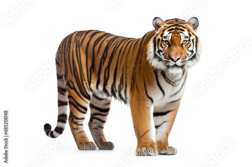 isolated tiger animal concept