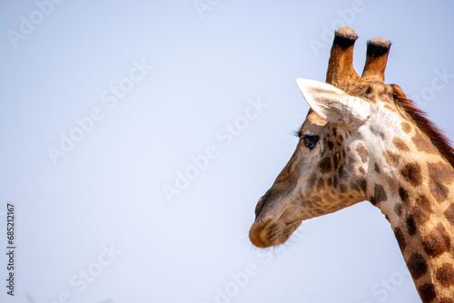 close up of giraffe head