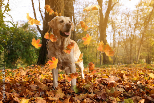 Cute Labrador Retriever dog under falling leaves in park, space for text. Autumn walk