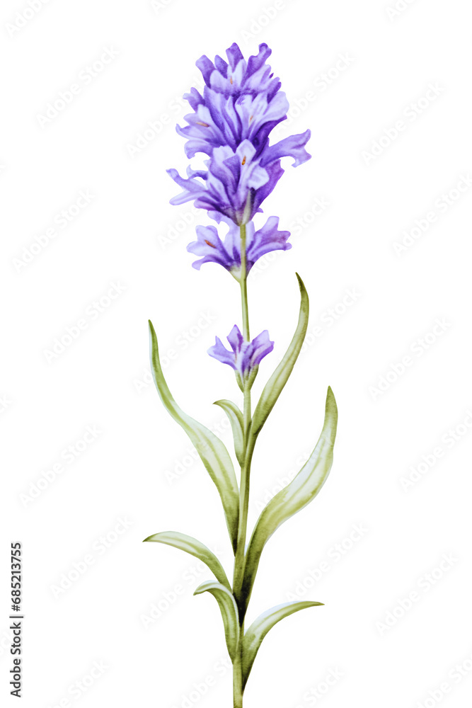 Lavender flower in watercolor Lavender flower in watercolor