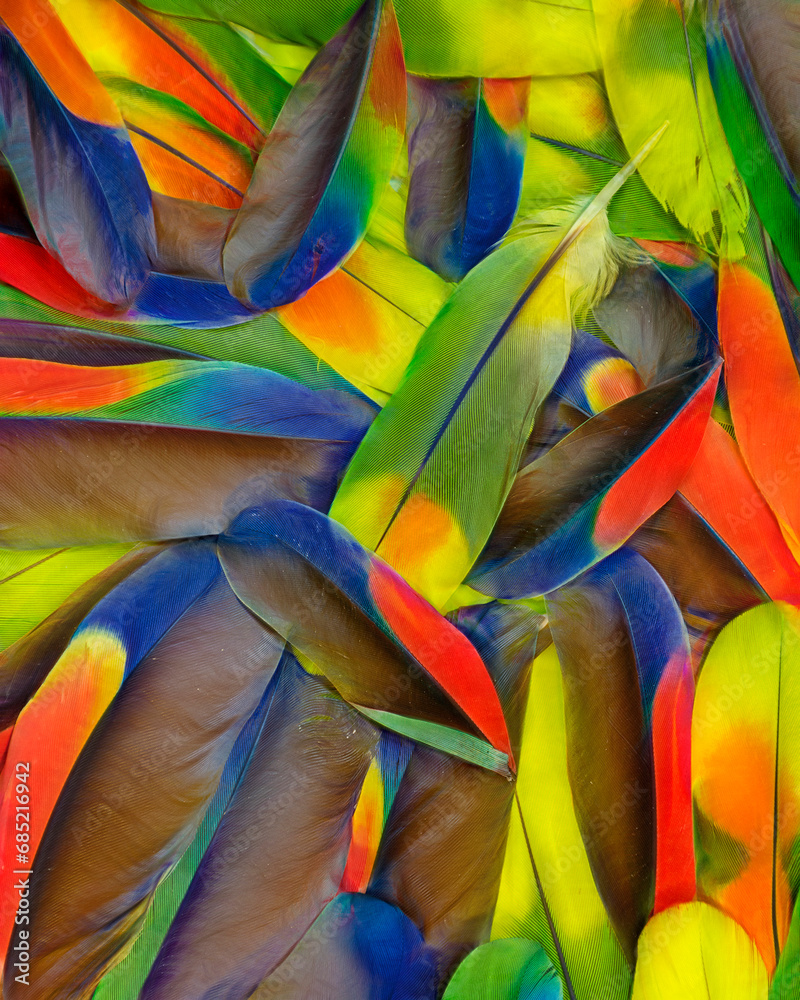 Fototapeta premium Feathers