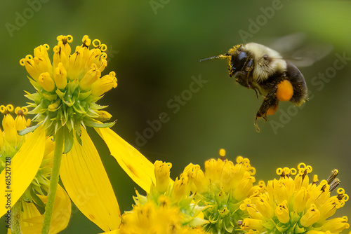 Pollinator bumblebee