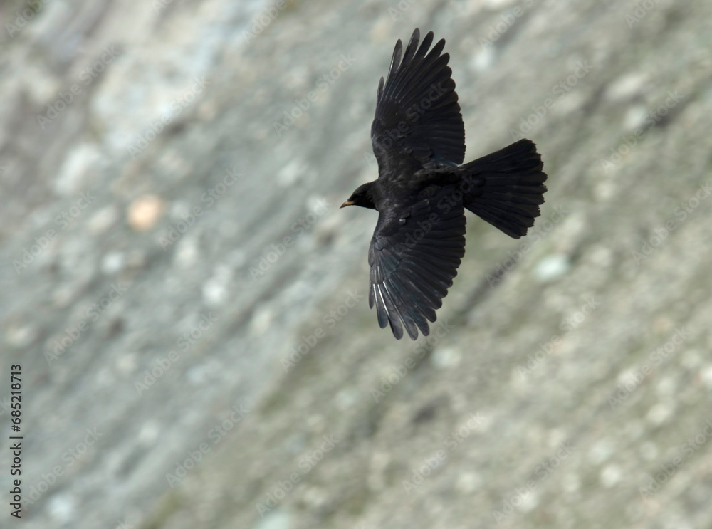 Obraz premium Alpine Chough, Pyrrhocorax graculus