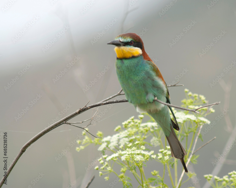 European Bee-eater, Merops apiaster
