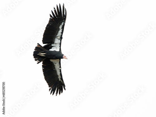 California Condor, Gymnogyps californianus photo