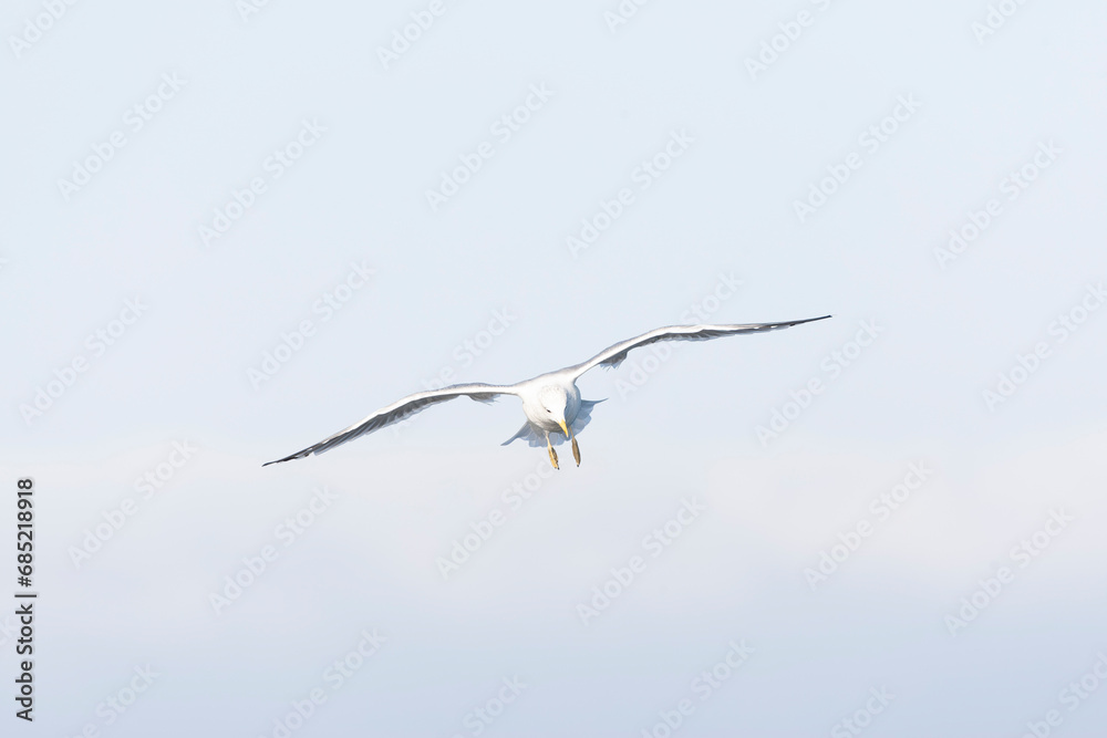 California Gull, Larus californicus California Gull, Larus californicus