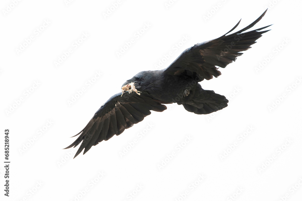 Obraz premium Northern (Southwestern) Raven, Corvus corax sinuatus