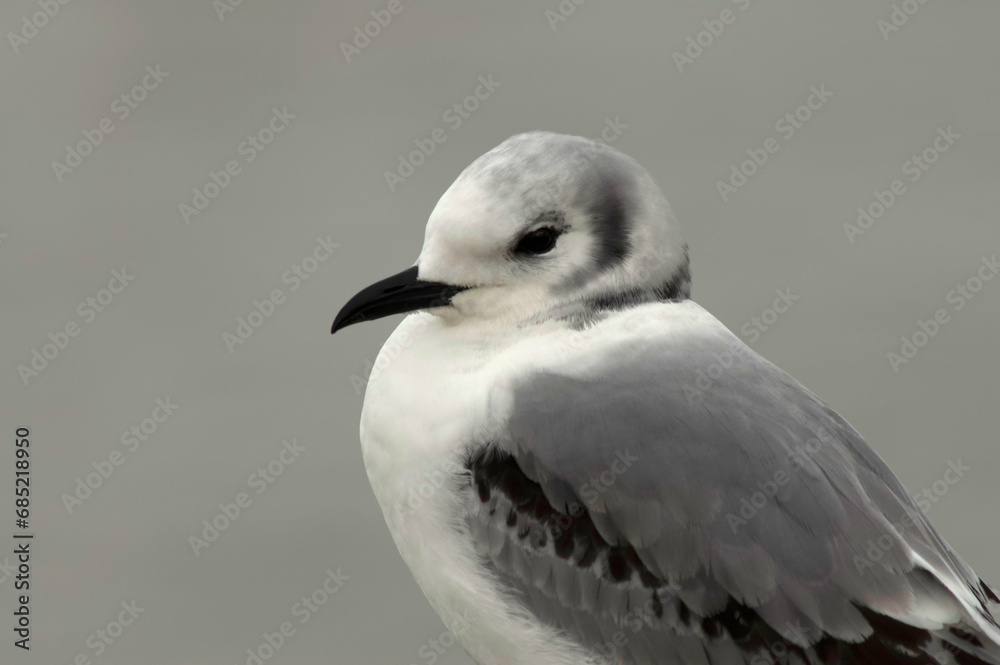Black-legged Kittiwake, Rissa tridactyla Black-legged Kittiwake, Rissa tridactyla