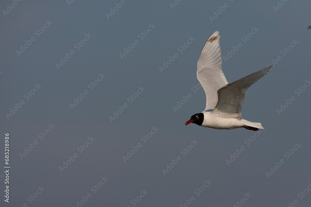 Mediterranean Gull, Ichthyaetus melanocephalus Mediterranean Gull, Ichthyaetus melanocephalus