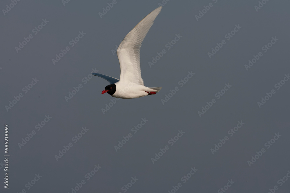 Mediterranean Gull, Ichthyaetus melanocephalus Mediterranean Gull, Ichthyaetus melanocephalus