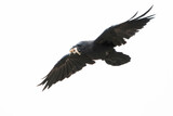 Northern (Southwestern) Raven, Corvus corax sinuatus