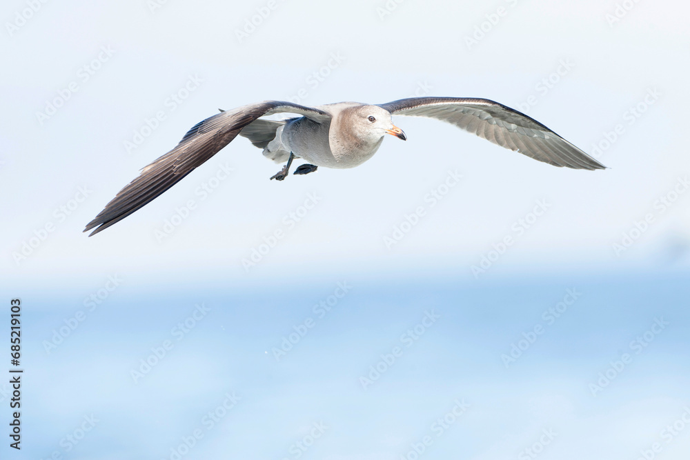 Fototapeta premium Heermann's Gull, Larus heermanni