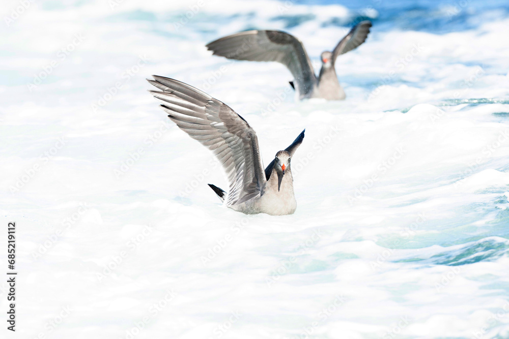Fototapeta premium Heermann's Gull, Larus heermanni