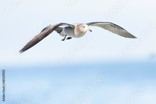 Heermann's Gull, Larus heermanni photo