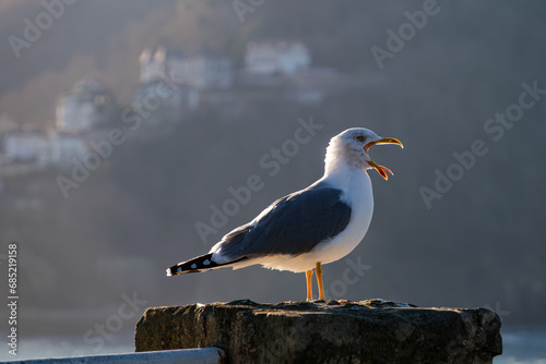 A seagull stands on the coast in San Sebastián, Spain, with the Monte Igueldo in the background