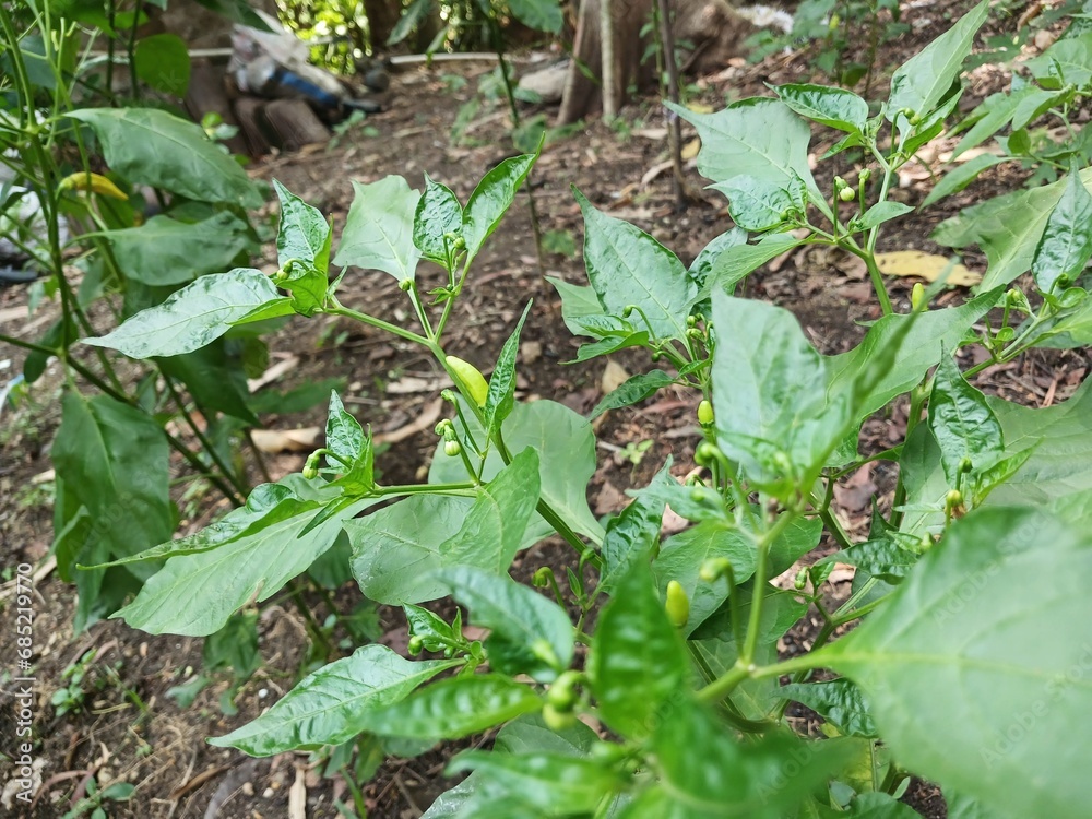 Obraz premium The beautiful chili flowers (Capsicum frutescens) are still closed. Chili flowers in the garden.