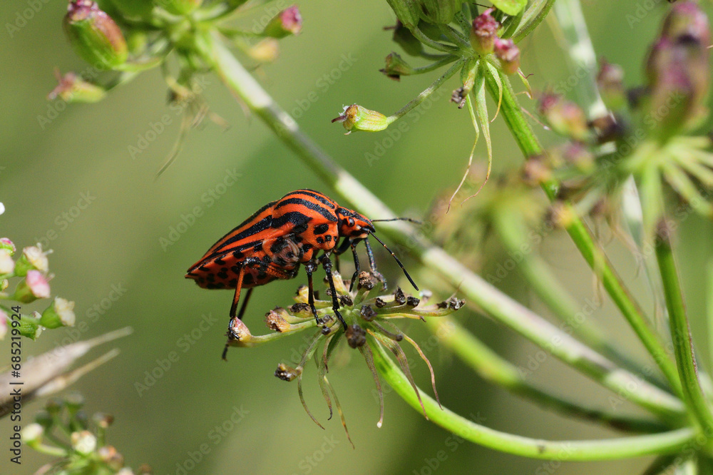 A smelly colored beetle striped bug crawls up a blade of grass