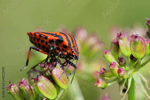 Obraz na płótnie The orange stinky bug eating the nectar of the flower in the meadow
w salonie