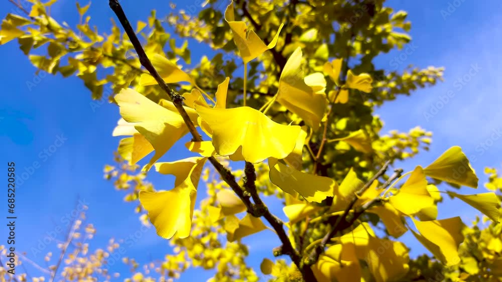 Yellow-gold Ginkgo Biloba leaves on the background of blue sky. A medicinal plant. Yellow-gold Ginkgo Biloba leaves on the background of blue sky. A medicinal plant.