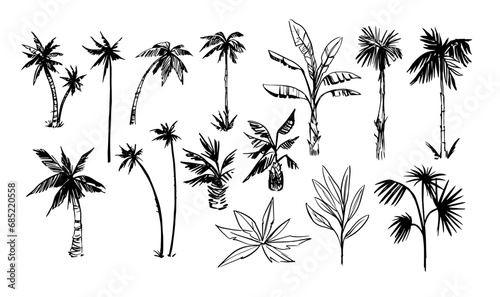 Palm tree sketches set. Tropical plants. Hand drawn illustrations converted to vector.