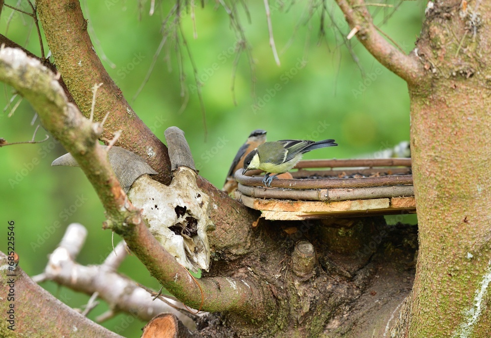 A flock of great titmouse eats sunflower seeds at the feeder in the garden