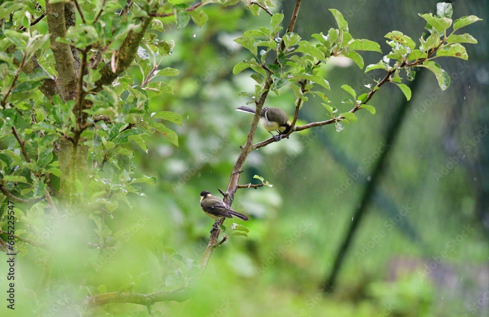 A great titmouse eats sunflower seeds on a tree branch