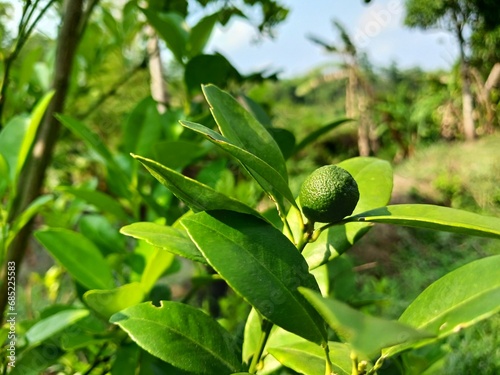 Kaffir lime or Citrus hystrix is a member of the citrus family, Rutacea, of the Citrus type.