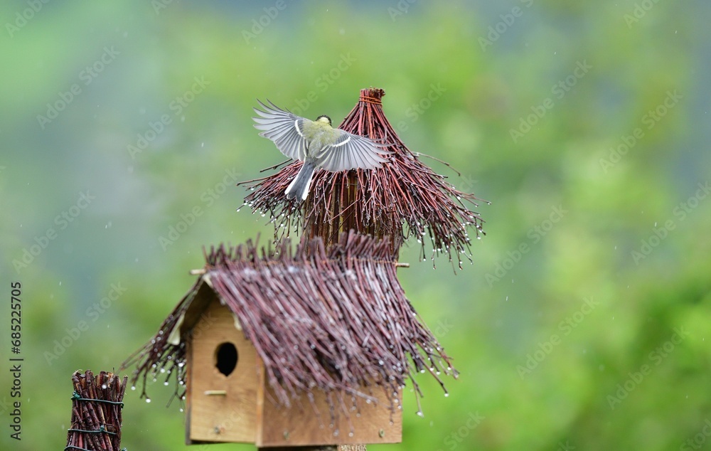A flock of great titmouse eats sunflower seeds at the feeder in the garden