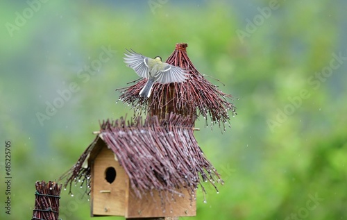 Obraz na płótnie A flock of great titmouse eats sunflower seeds at the feeder in the garden w salonie