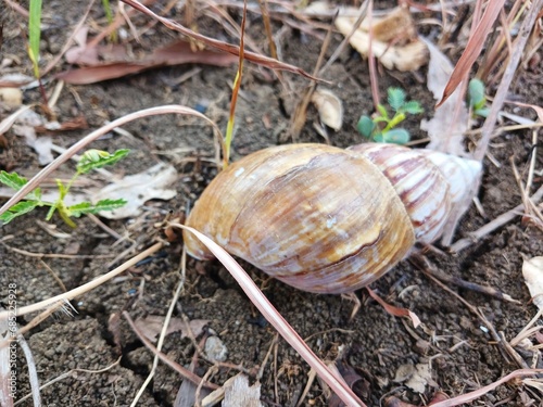 Snail shells or Lissachatina fulica are land snails belonging to the Achatinidae family. photo