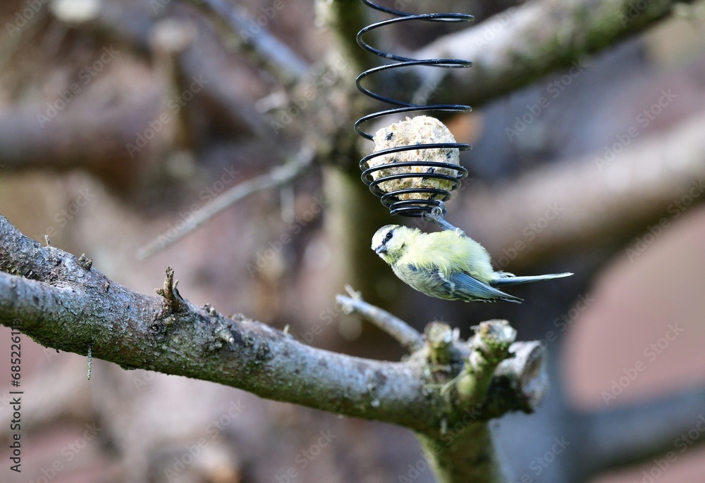 A great titmouse eats seeds and a tallow ball on a tree branch