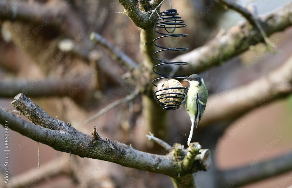 A great titmouse eats seeds and a tallow ball on a tree branch