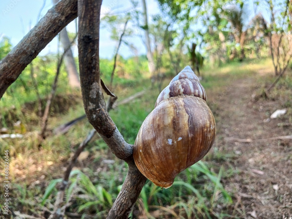 Snail shells or Lissachatina fulica are land snails belonging to the Achatinidae family. Snail shells or Lissachatina fulica are land snails belonging to the Achatinidae family.
