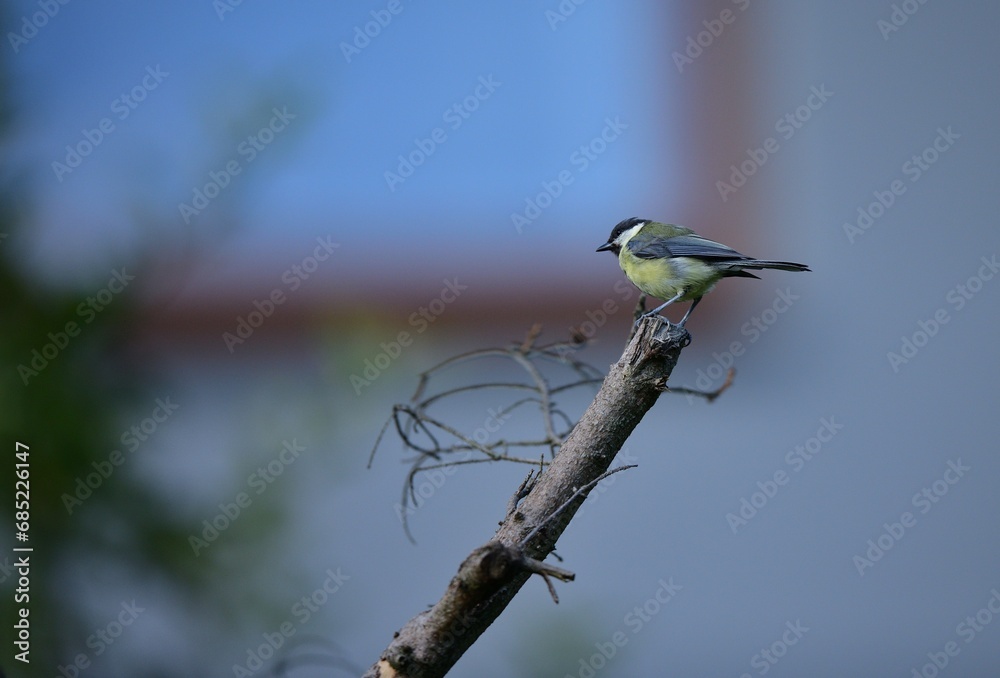 A flock of great titmouse eats sunflower seeds at the feeder in the garden