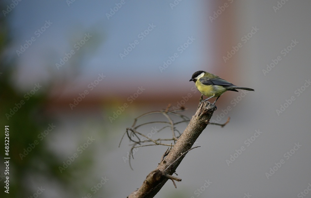 A flock of great titmouse eats sunflower seeds at the feeder in the garden