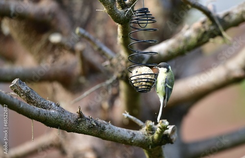 Obraz na płótnie A great titmouse eats seeds and a tallow ball on a tree branch w salonie