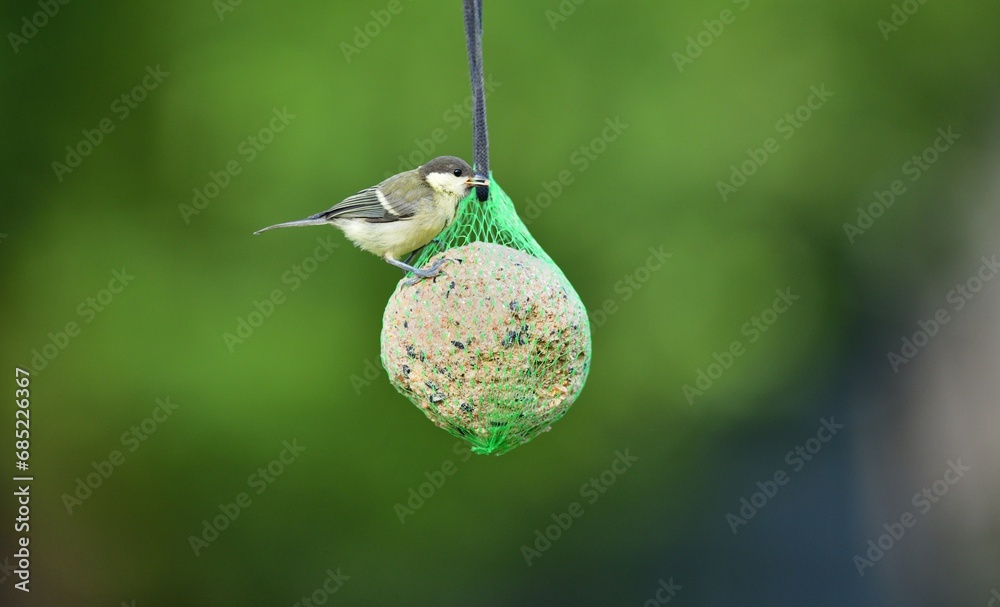 A great titmouse eats seeds and a tallow ball on a tree branch
