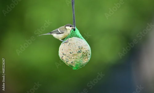 Obraz na płótnie A great titmouse eats seeds and a tallow ball on a tree branch w salonie