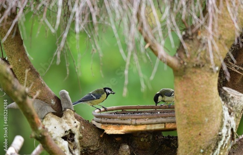 Obraz na płótnie A flock of great titmouse eats sunflower seeds at the feeder in the garden w salonie