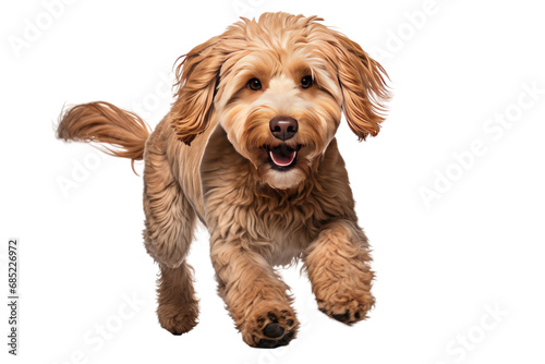 Labradoodle Dog Running Sideways on a White or Clear Surface PNG Transparent Background