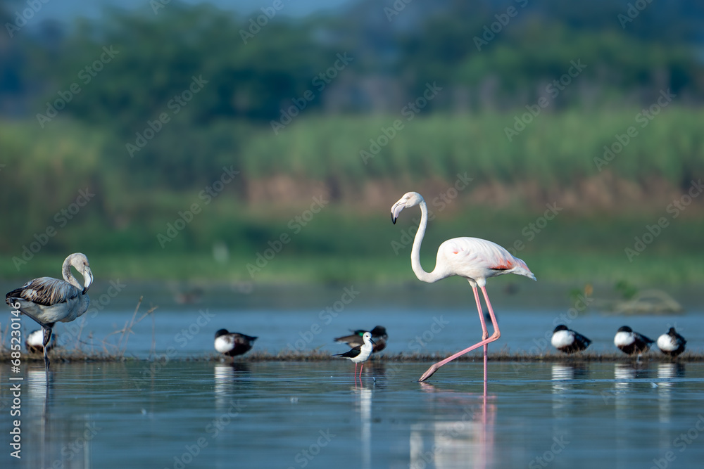 Naklejka premium The greater flamingo (Phoenicopterus roseus)
