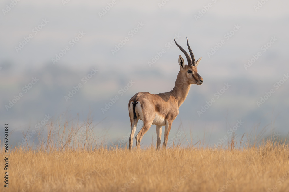 The chinkara (Gazella bennettii), also known as the Indian gazelle The chinkara (Gazella bennettii), also known as the Indian gazelle