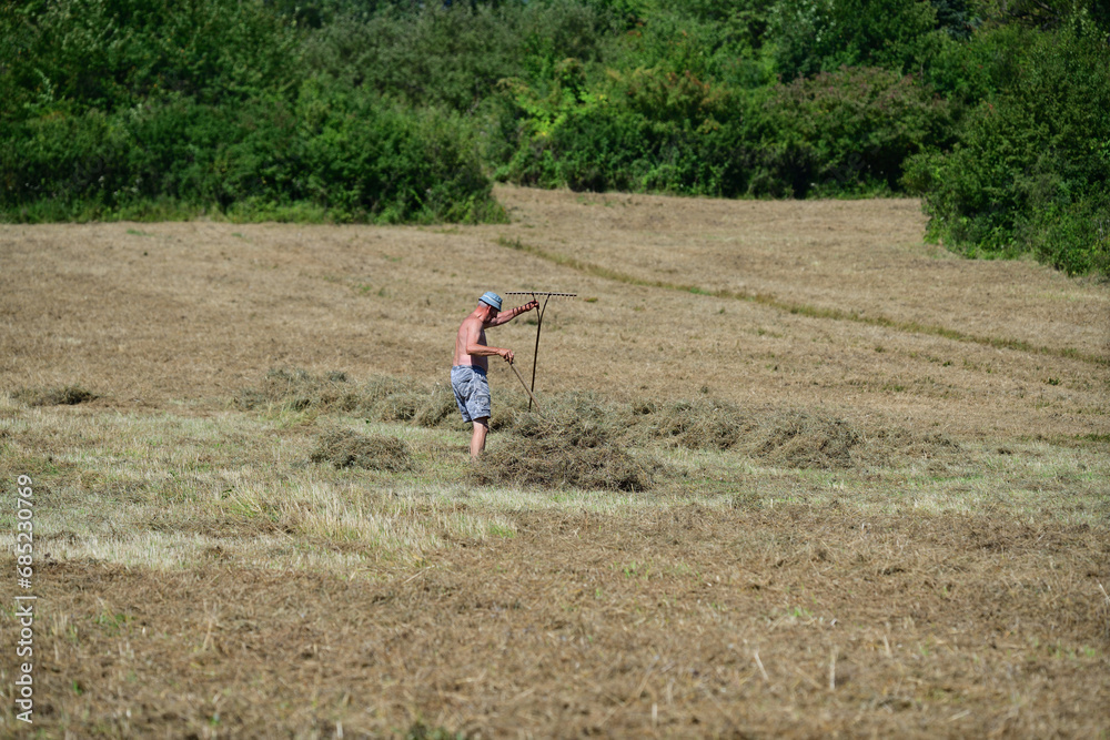 Farmer collects dry grass hay with fork manually on field