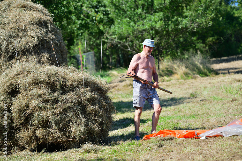 Farmer stacking hay with fork traditional in the village on field