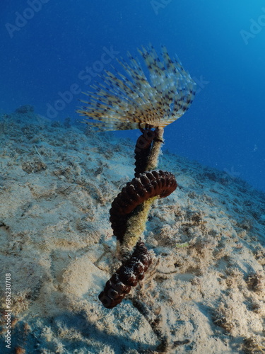 Sabella spallanzanii   scenery underwater open wings and collecting particles in water fan worm ocean scenery background photo