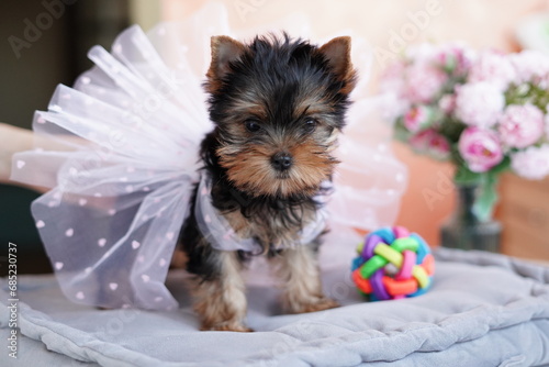 Yorkshire Terrier Puppy Sitting on a grey Pillow. Fluffy, cute Yorkshire Terrier with bow on her head Looks at the Camera